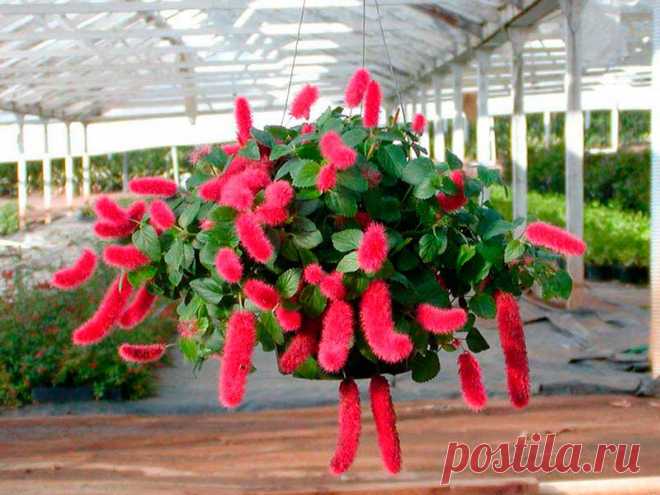 Комнатное растение Акалифа (Acalypha). Бытовое наименование растения. известного в культуре с 1898 г.,-"лисий хвост". Родина - Полинезия. В комнатных условиях длина побегов - 30-70 см. Слишком сильно разросшиеся растения теряют свою декоративность поэтому весной стебли до половины обрезают.