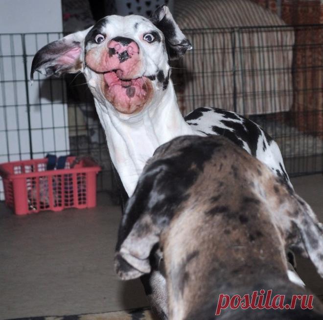 Уморительная мимика немецкого дога Мунки в объективе Кристы Аалто (Krista Aalto) — Фотоискусство