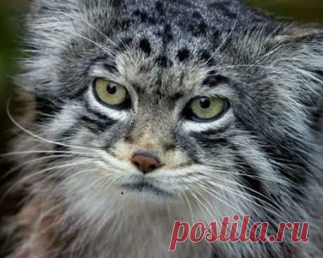 Кот манул (Felis manul; синоним – Otocolobus manul (уродливое ухо)) – это хищное млекопитающие семейства кошачьих. Второе название – палласов кот – происходит от немецкого ученого-натуралиста Петера Палласа, который первым открыл и описал манула. Произошло это в 18-ом веке на побережье Каспийского моря.  Кошки эти, так же как и амурские тигры, и снежные барсы, и каракалы находятся на грани вымирания и занесены в Красную книгу Российской Федерации и Красный список МСОП. Охо...