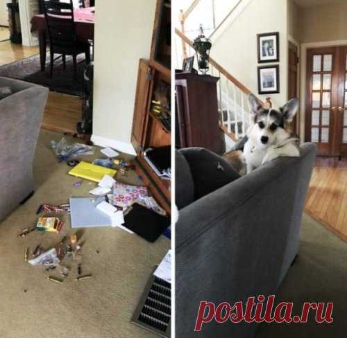 Забавные зверушки — Убойный юмор - amworld