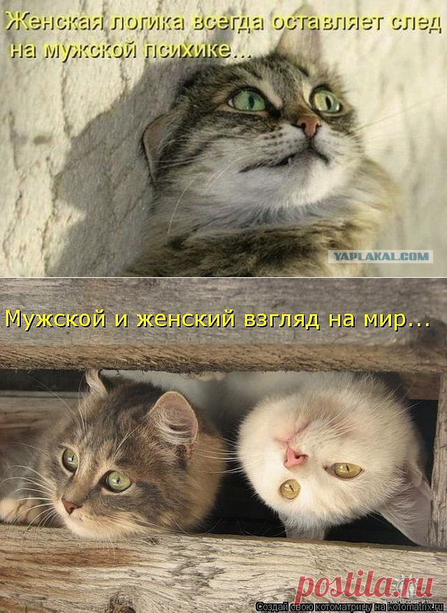 Женская логика в картинках — Болтай