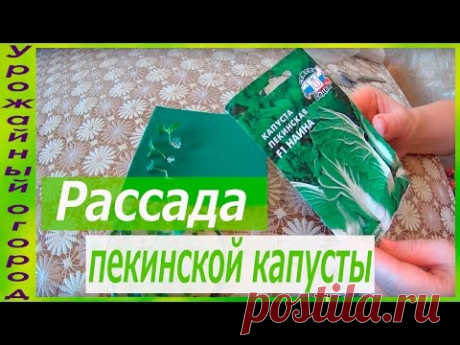 РАССАДА ПЕКИНСКОЙ КАПУСТЫ!!!ОЧЕНЬ КОМПАКТНЫЙ СПОСОБ!
