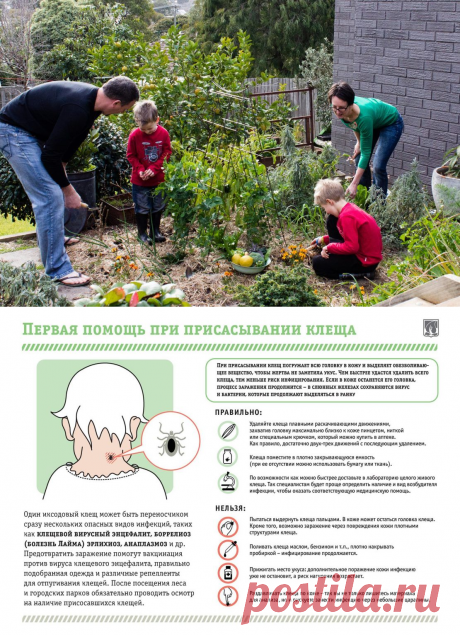 Как защититься от клещей на даче: народные средства для взрослых и детей, животных