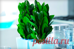 Долларовое дерево: уход и размножение, пересадка и болезни, приметы (фото и видео)