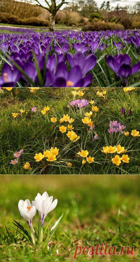 Крокусы посадка и уход в домашних условиях в открытом грунте.