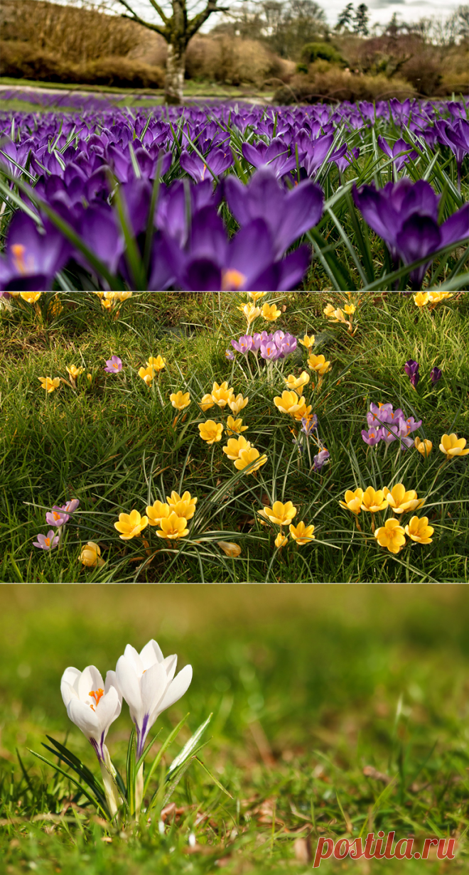 Крокусы посадка и уход в домашних условиях в открытом грунте.