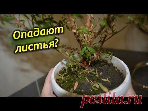 Листья мирта сохнут и опадают. Почему и что делать?