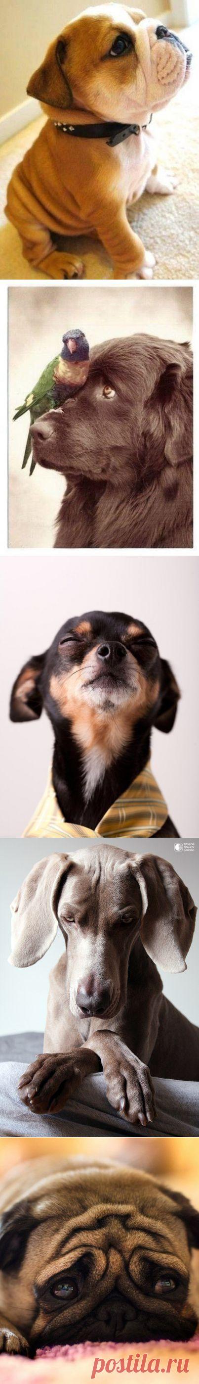 ЛЮБИМЫМ СОБАКАМ ПОСВЯЩАЕТСЯ...). 



Твоей любви, хватило бы на тысячу,
А верности твоей на миллион!!!
Собака – это вечное открытие,
Собака – бесконечный разговор!!!

Я знаю, нас, собачников – не вылечишь,
Мы вирусом одним заражены,
Мы любим их порой, до неприличия!!!
И видимо, уже - обречены...