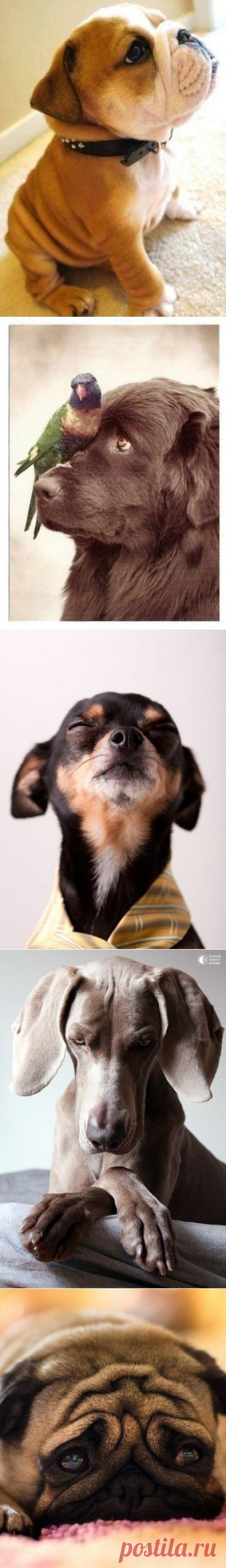 ЛЮБИМЫМ СОБАКАМ ПОСВЯЩАЕТСЯ...). 



Твоей любви, хватило бы на тысячу,
А верности твоей на миллион!!!
Собака – это вечное открытие,
Собака – бесконечный разговор!!!

Я знаю, нас, собачников – не вылечишь,
Мы вирусом одним заражены,
Мы любим их порой, до неприличия!!!
И видимо, уже - обречены...