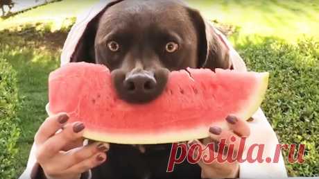Can-Dogs-Eat-Watermelon111.jpg (1200×674)