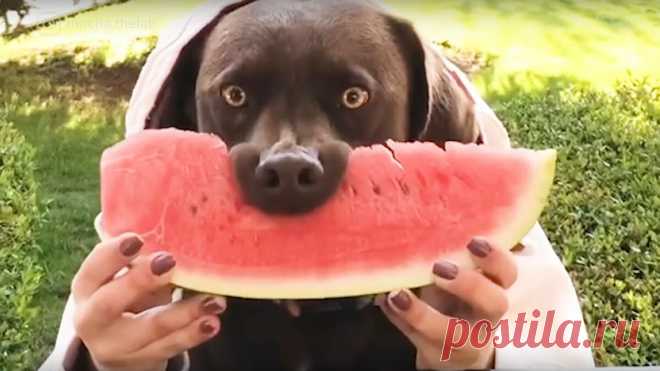Can-Dogs-Eat-Watermelon111.jpg (1200×674)