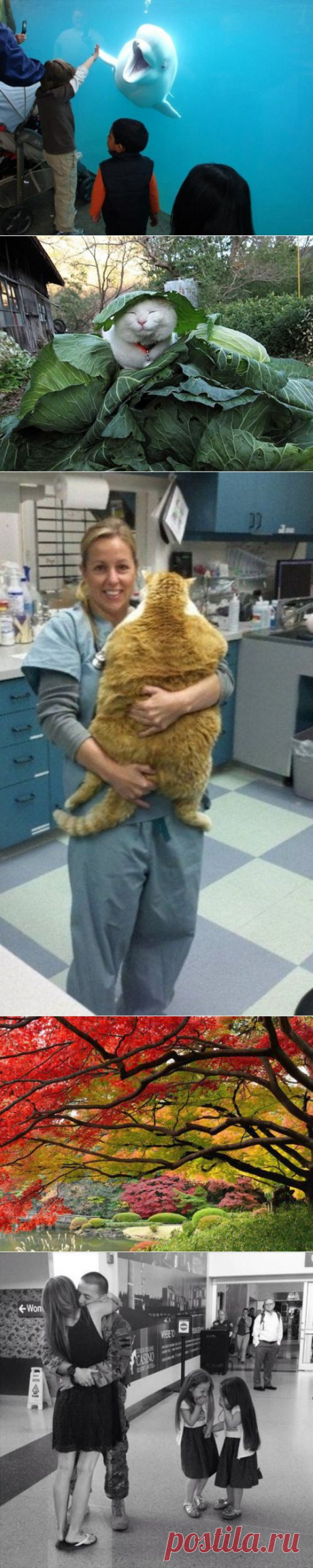 Коллекция эмоциональных снимков / Писец - приколы интернета