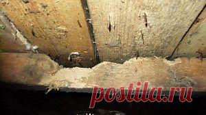 Скрипит деревянный пол