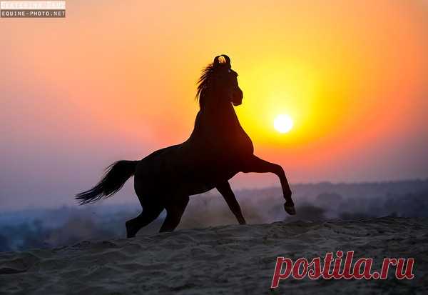 Лошади, ч.14 – Блог. Run, пользователь Марина Николаева | Группы Мой Мир