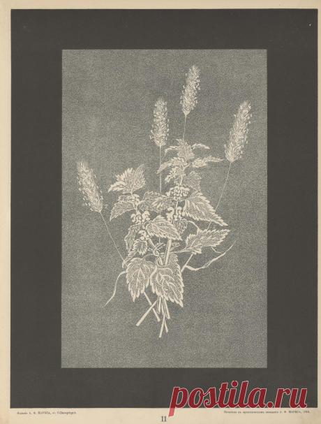Книга - "Вышивка ( 1905 г)".