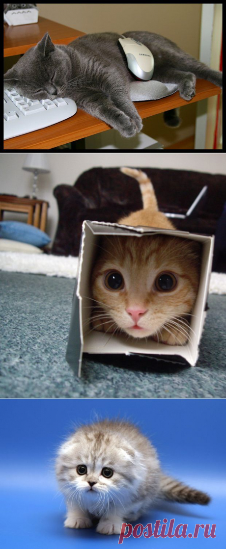 Какой вы котик? Или котэ))