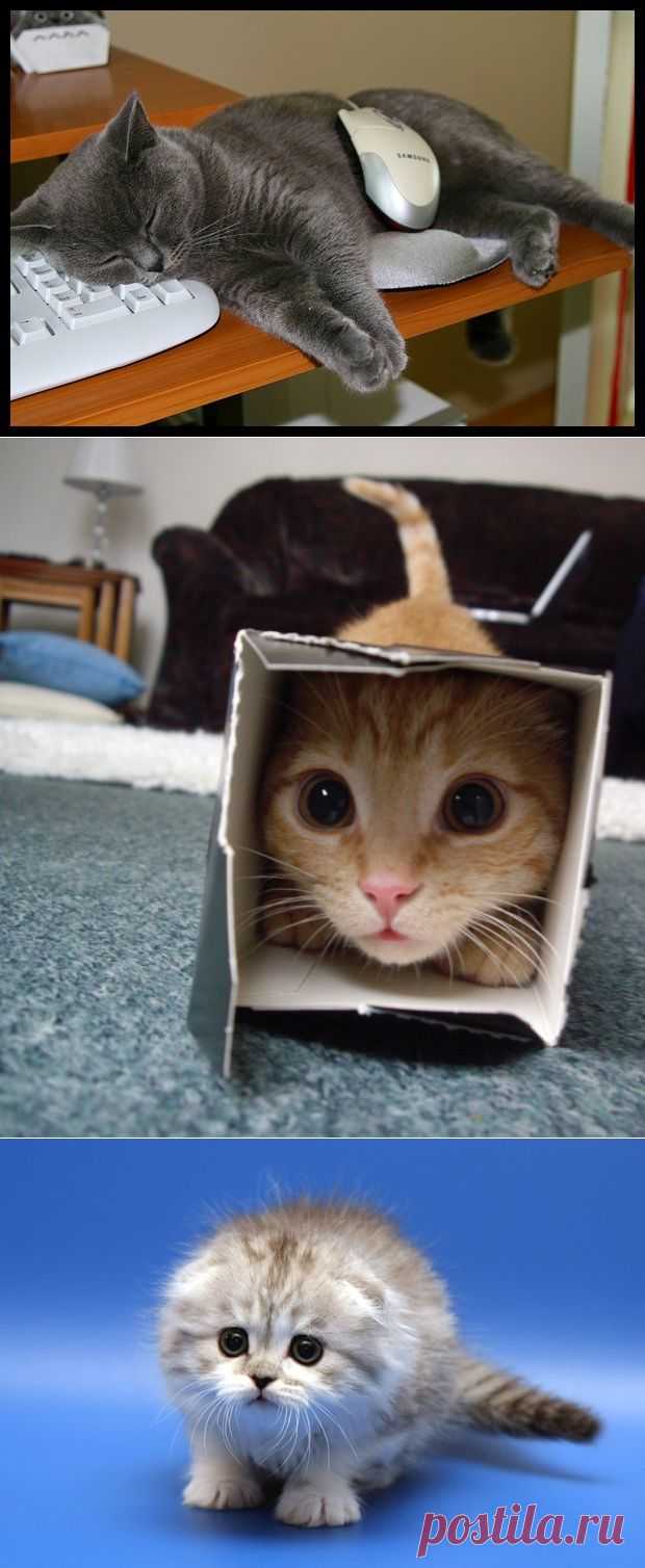 Какой вы котик? Или котэ))