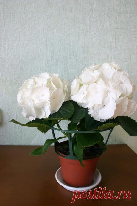 Как ухаживать за комнатной гортензией - Цветочки - медиаплатформа МирТесен Как ухаживать за комнатной гортензией? — сталкиваются многие любители комнатных растений, приобретая гортензию для дома. В принципе большой разницы в уходе за этим типом растений нет. Как комнатные растения — гортензия влаголюбивая и светолюбивая, при хорошем уходе и правильных подкормках и