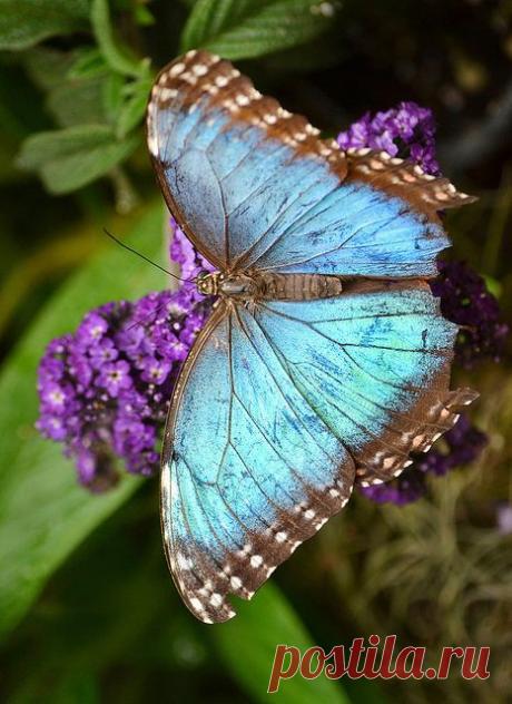 Blue Morpho Butterfly