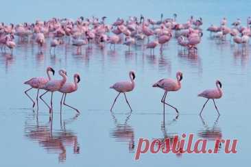 Миллионы розовых фламинго на озере Накуру, Кения Миллионные, а иногда и двухмиллионные стаи фламинго ярко-розовым ковром окаймляют берега озера, они спускаются и поднимаются вдоль береговой линии, создавая причудливые живые узоры из различных оттенков пурпурной окраски. Орнитологи утверждают, что это самое грандиозное орнитологическое...