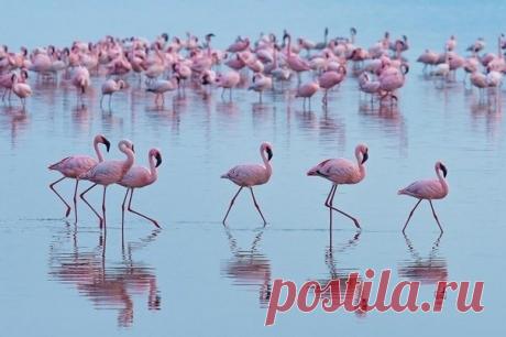 Миллионы розовых фламинго на озере Накуру, Кения Миллионные, а иногда и двухмиллионные стаи фламинго ярко-розовым ковром окаймляют берега озера, они спускаются и поднимаются вдоль береговой линии, создавая причудливые живые узоры из различных оттенков пурпурной окраски. Орнитологи утверждают, что это самое грандиозное орнитологическое...