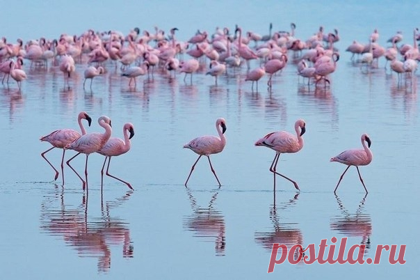 Миллионы розовых фламинго на озере Накуру, Кения Миллионные, а иногда и двухмиллионные стаи фламинго ярко-розовым ковром окаймляют берега озера, они спускаются и поднимаются вдоль береговой линии, создавая причудливые живые узоры из различных оттенков пурпурной окраски. Орнитологи утверждают, что это самое грандиозное орнитологическое...