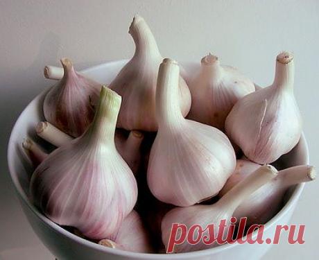 Каким образом чеснок может спасти жизнь | МастерВеда