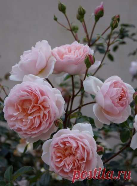 Piece of Eden: Rosa 'Wildeve' This Morning