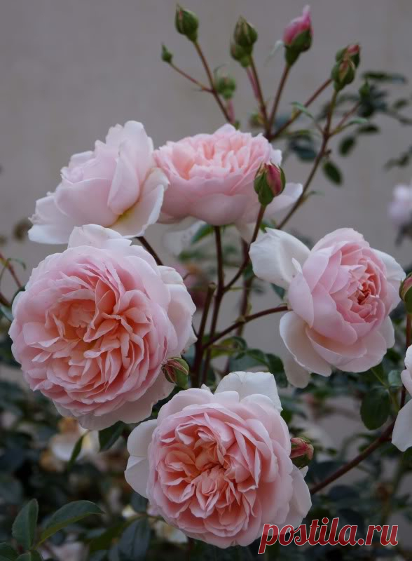 Piece of Eden: Rosa 'Wildeve' This Morning