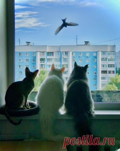 «А жизнь проносится мимо...» Кадр участвует в конкурсе «Фотографируем дома»: nat-geo.ru/contest/fotografiruem-doma/ Момент поймал наш читатель Антон, другие его фото живут здесь: nat-geo.ru/community/user/224655/