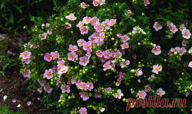 Лапчатка кустарниковая 
ПРЕТТИ ПОЛЛИ 
Potentilla fruticosa «Pretty Polly»

Низкорослый, плотный, ширококустистый кустарник с нежными стелющимися побегами высотой 0,4—0,6 м., ширина кроны 0,8 м. Листва светло зеленая, ажурная. Уникальный сорт лапчатки с редкой окраской цветов. Цветы розовые по краю, к середине темно-розовые. Сорт отличается продолжительным цветением с июня по октябрь, единичные цветки сохраняются до ноября.
Цена от 220 рублей