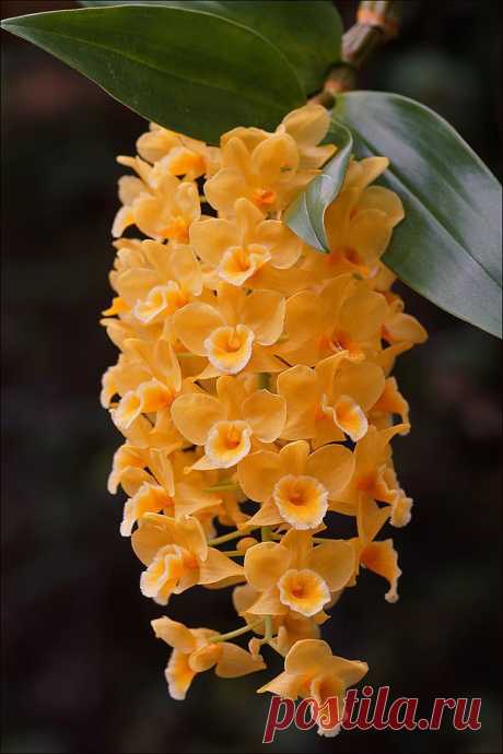 Dendrobuim