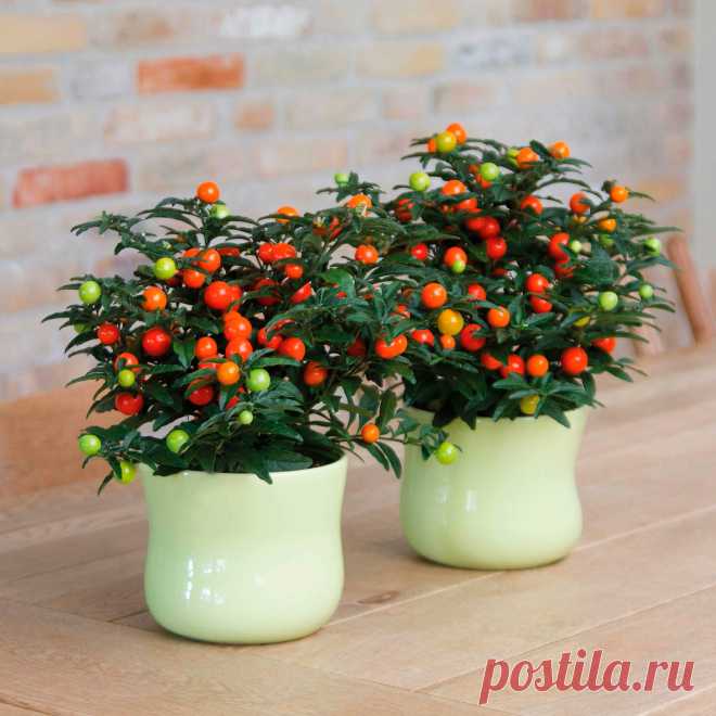 Комнатное растение Паслен (Solanum). Среди представителей этой группы (более 1700 видов) немало растений, способных украсить вашу комнату. Например, паслен ложноперечный (S.pseudocapsicum). В домашних условиях это компактный куст высотой 40-60 см. После опадания цветов и листьев необходимо проводить обрезку. Цветение происходит в конце весны или начале лета, после чего образуются зеленые ягоды, позже приобретающие желтую или ярко-оранжевую окраску. Плоды ядовиты.