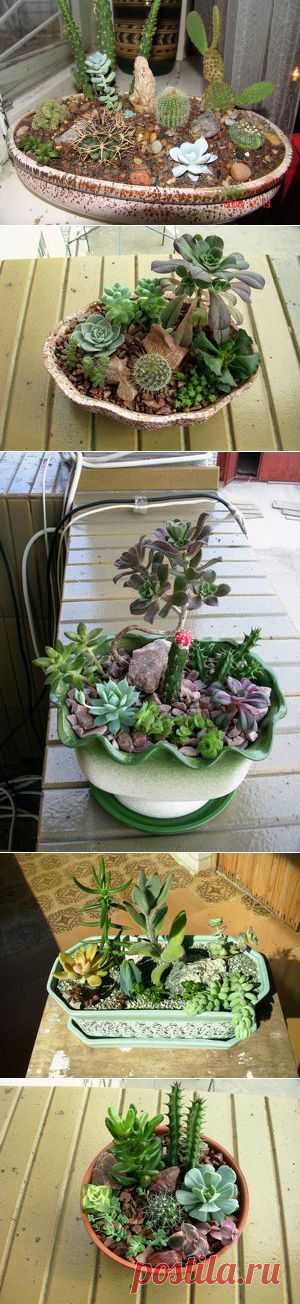 Мини-композиции : Succulent site