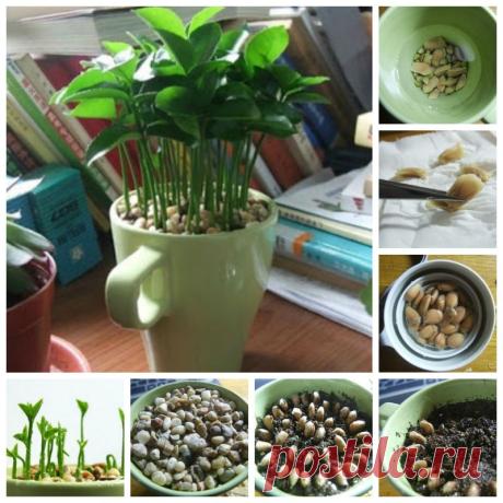 DIY Как вырастить лимонное дерево из семян в горшке | GoodHomeDIY.com