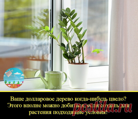 Замиокулькас – загадочное растение. Многие знают его под другим названием – «долларовое дерево». Действительно, его продолговатые ярко-зеленые листья напоминают купюры. Но мало кому известно, что его также называют «женское счастье» и «цветок безбрачия». Какие еще интересные факты существуют про замиокулькас?

Родиной этого экзотического растения являются тропические широты Африки.

Он относится к семейству ароидных.

Цветет в природе редко, выпуская вначале цветонос, похо...