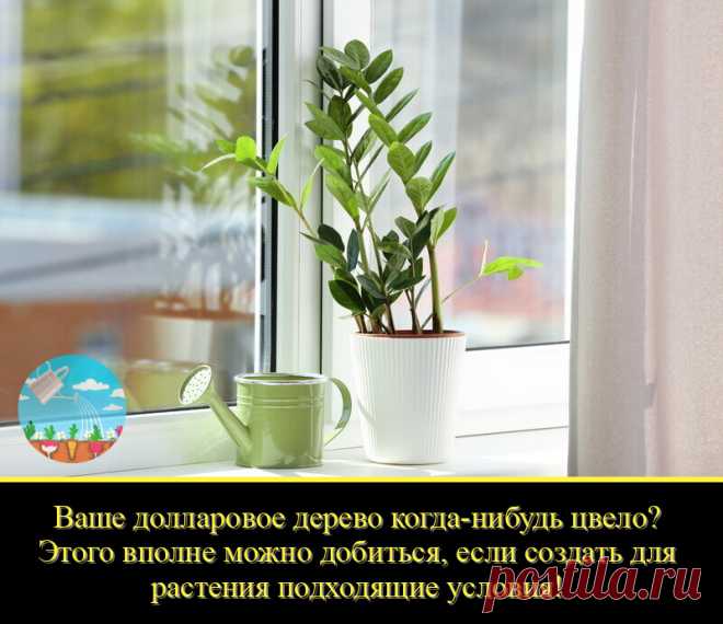 Замиокулькас – загадочное растение. Многие знают его под другим названием – «долларовое дерево». Действительно, его продолговатые ярко-зеленые листья напоминают купюры. Но мало кому известно, что его также называют «женское счастье» и «цветок безбрачия». Какие еще интересные факты существуют про замиокулькас?

Родиной этого экзотического растения являются тропические широты Африки.

Он относится к семейству ароидных.

Цветет в природе редко, выпуская вначале цветонос, похо...