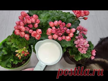Срочно НАЛЕЙТЕ в ГЕРАНЬ, чтобы листики не желтели, цветы здоровели, даже чахлый цветок оживал