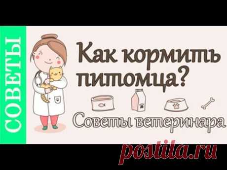 Как кормить собаку, кошку. #Советы_ветеринара