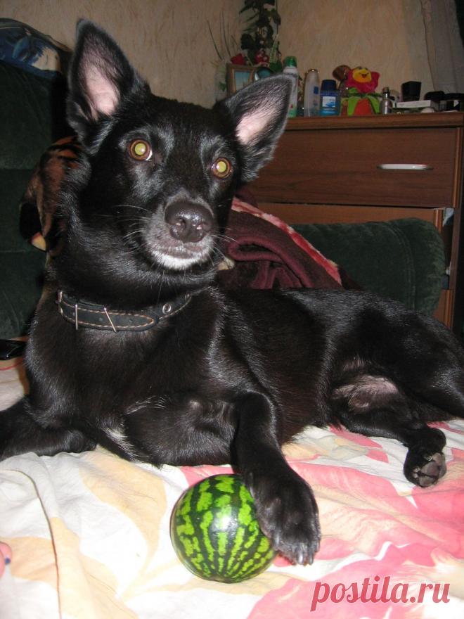 мой арбуззззз