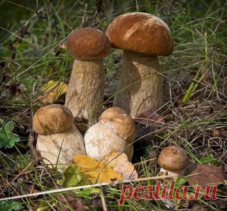 Wooden schrooms
