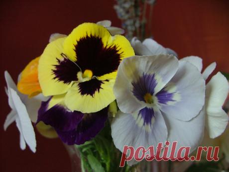 PANSIES! Explore Madame Meow's photos on Flickr. Madame Meow has uploaded 4093 photos to Flickr.