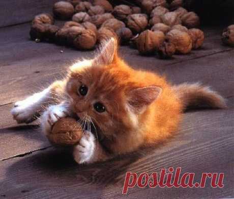 🍭Я не конфетка, чтобы быть всем по вкусу. Я орешек, который не всем по зубам!😜