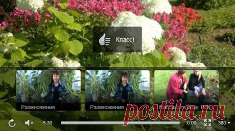 Размножение черенками
