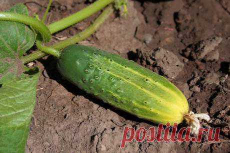 Наблюдения опытных огородников: как увеличить срок плодоношения огурцов — 6 соток