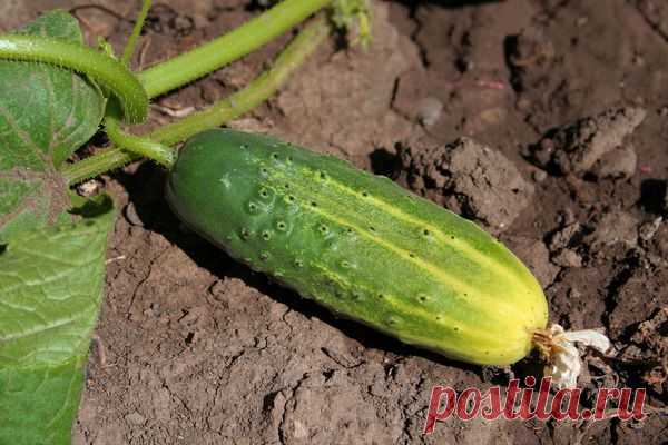 Наблюдения опытных огородников: как увеличить срок плодоношения огурцов — 6 соток