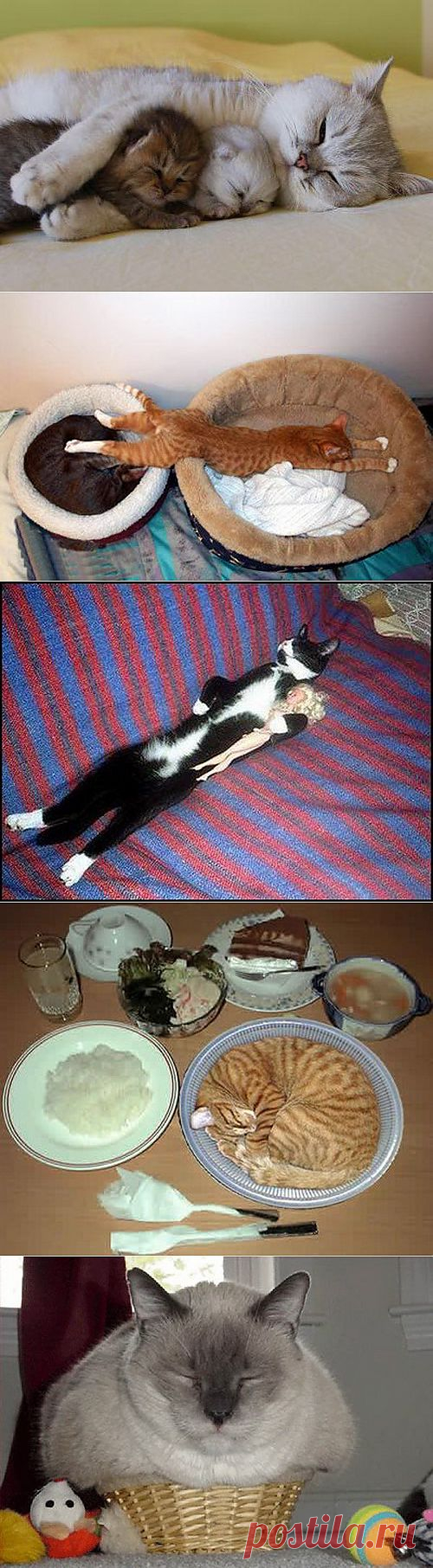 Смешные фотографии со спящими котами