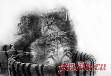40 красивых и реалистичных эскизов животных для вашего вдохновения
