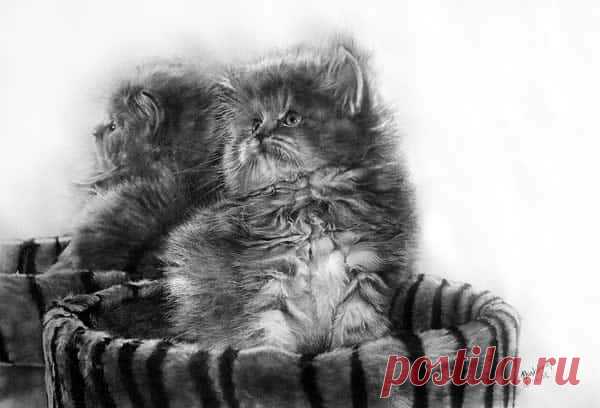 40 красивых и реалистичных эскизов животных для вашего вдохновения