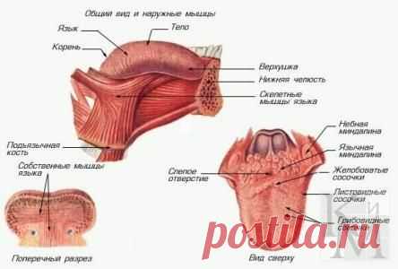 Как за 10 минут избавиться от храпа надолго.